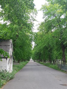 BromptonCemeteryMainAvenue